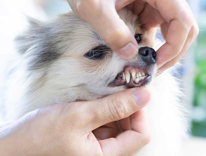 Baldwin Park Pet Dentist
